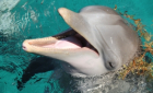 Swim with Dolphins in Madeira Island!