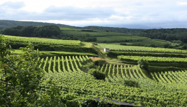 Wine Region