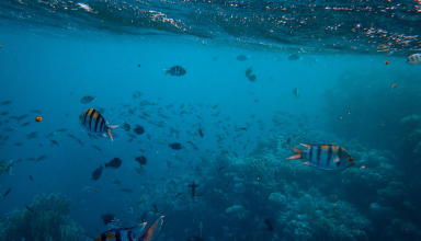 Scuba Diving in Sao Miguel Island