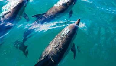 Dolphin and Whale Watching in Madeira #1