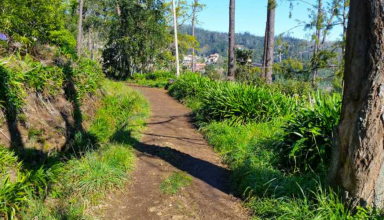 Walking Tour along the Levada of Vale Paraíso in Madeira #3