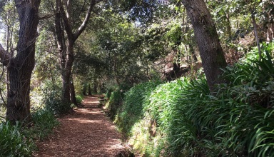 Walking Tour along the Levada of Vale Paraíso in Madeira #2