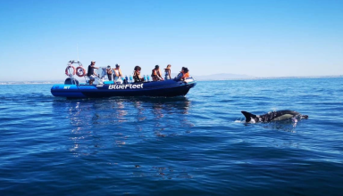Dolphin Watching Tour in Algarve #1