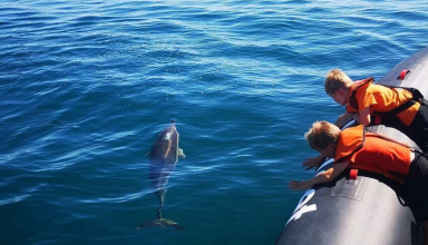 Dolphin Watching Tour in Algarve #3