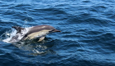Dolphin Watching Tour in Algarve #2