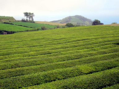 Passing through the Gorreana tea plantation