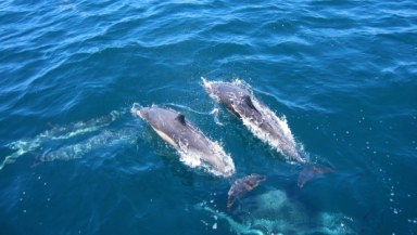 Swim with Dolphins in Madeira Island!