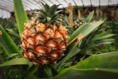 Visit the Pineapple plantation