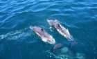 Natação com Golfinhos na ilha de São Miguel!