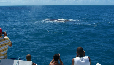 ver baleias nos açores