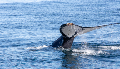passeio de barco para ver baleias nos açores