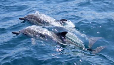 observação de golfinhos em são miguel