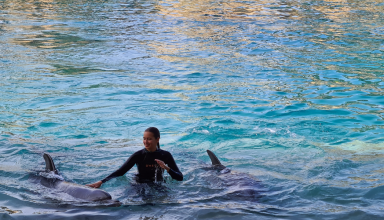 natação com golfinhos nos açores