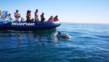 Observação de Golfinhos no Algarve #4